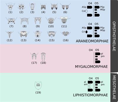 Evolution of Spiders and Silk Spinning: Mini Review of the Morphology, Evolution, and Development of Spiders’ Spinnerets